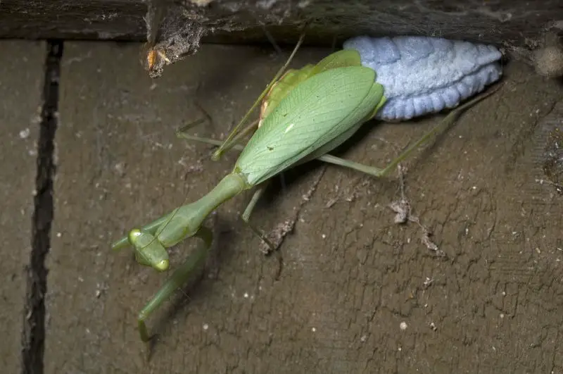 praying mantis giving birth