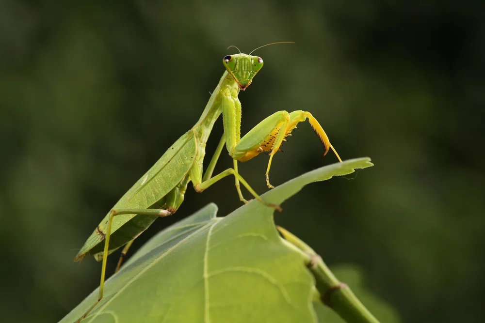 praying mantis poisonous