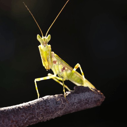 Questions about mantises