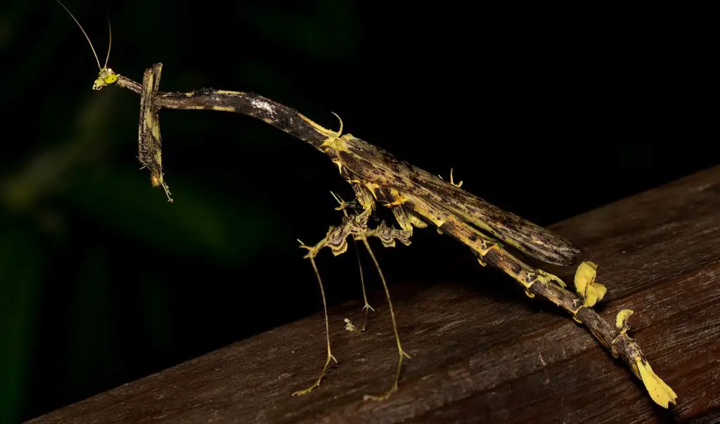 world's biggest praying mantis